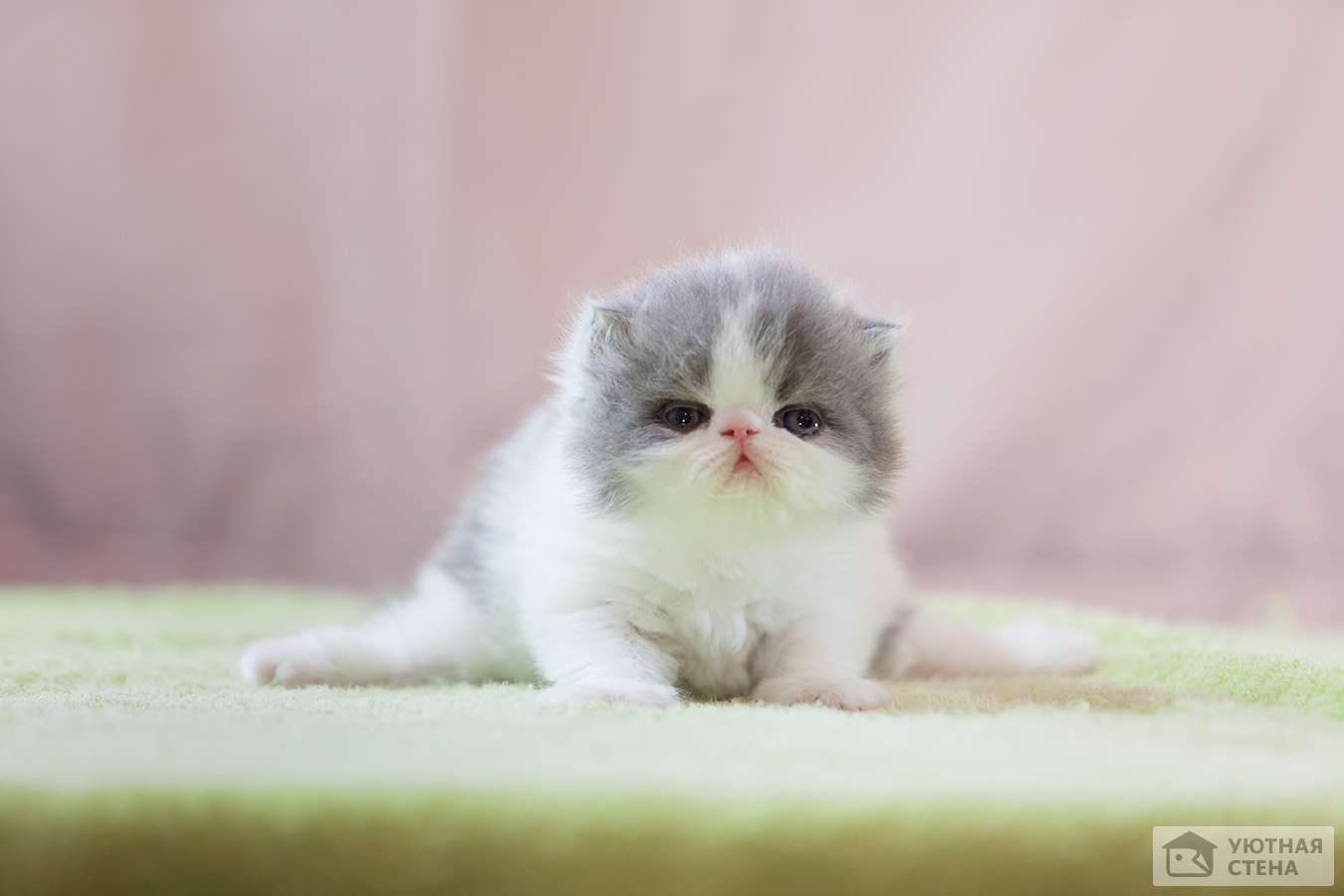 Милейший персидский котенок