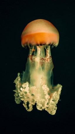 Крупная морская медуза