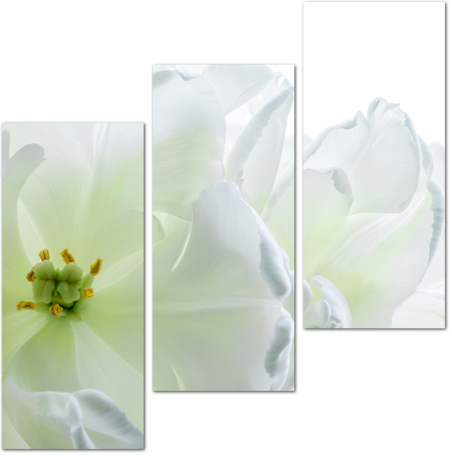 Бутон нежного белого цветка