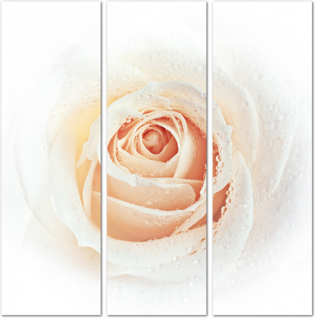 Белая роза с каплями воды
