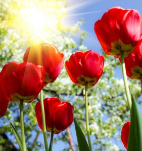 Красные тюльпаны на солнце
