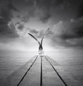 Чайка на пирсе