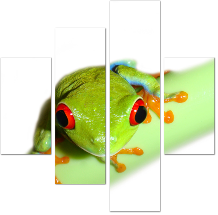 Древесная лягушка на зеленом стебле