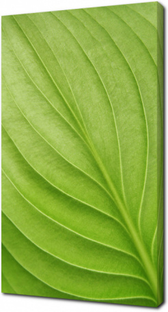 Большой зеленый лист