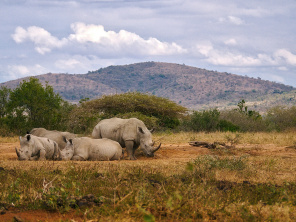 Отдыхающие носороги