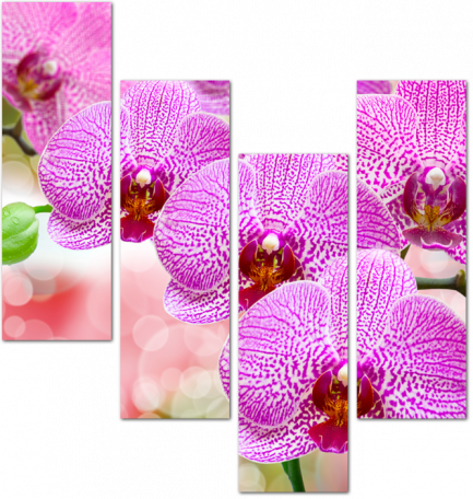 Цветы орхидеи на красивом фоне