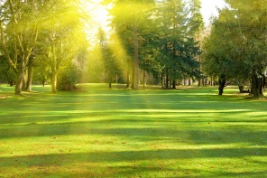 Зеленый газон с деревьями в парке
