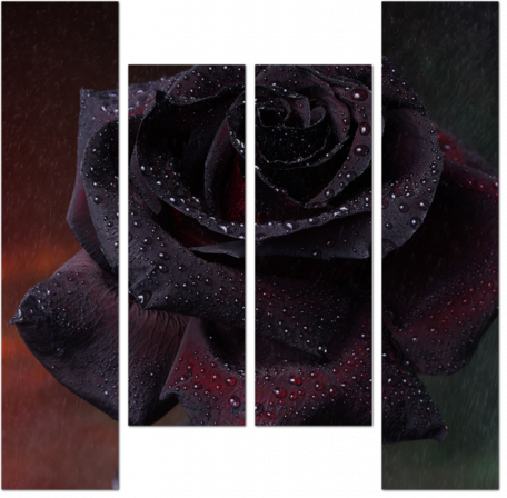Бутон черной розы с каплями воды