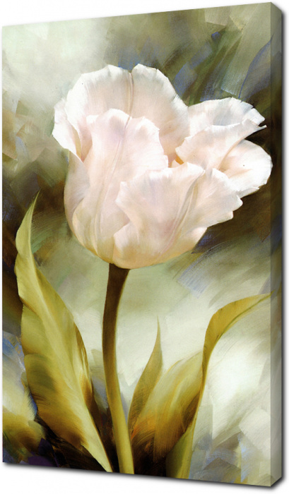 Бархатный тюльпан
