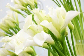 Праздничные цветы калл