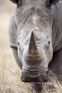 Суровый носорог