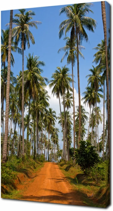 Дорожка через джунгли