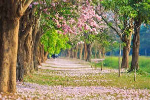Цветущая сакура в парке