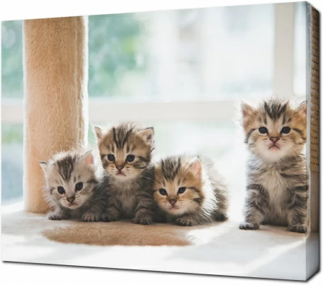 Четыре котенка