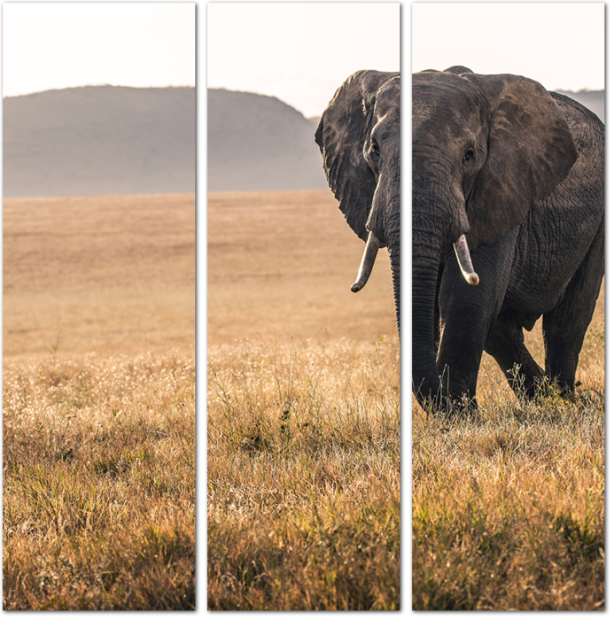 Слон шагающий по Африке