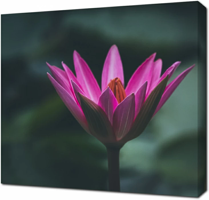 Чаша лотоса