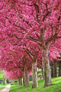 Цветущие деревья сакуры
