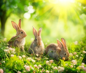 Три зайца на солнечной поляне