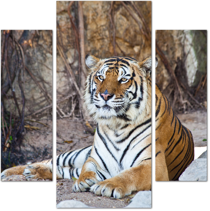 Амурский тигр отдыхает в зоопарке