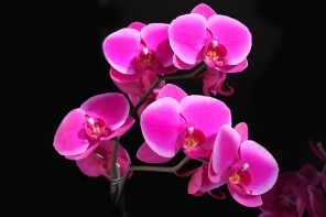 Малиновая орхидея на черном фоне