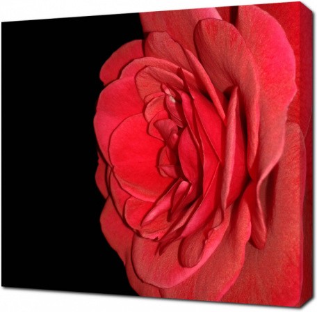 Красивый бутон красной розы на черном фоне