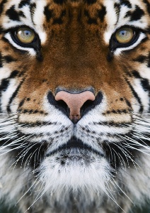 Красивая морда тигра крупным планом