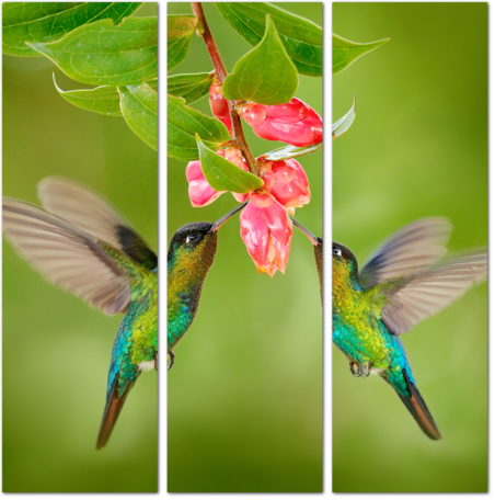 Райские колибри