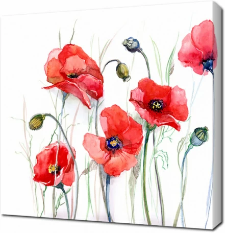 Алые маки акварелью