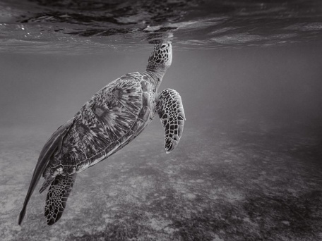 Морская черепаха у поверхности
