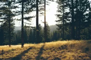 Горные леса