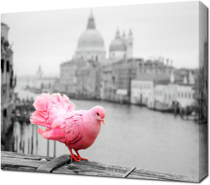 Розовый голубь на перилах моста в Венеции