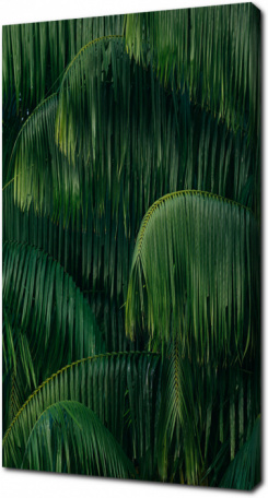 Свисающие ветви пальмы
