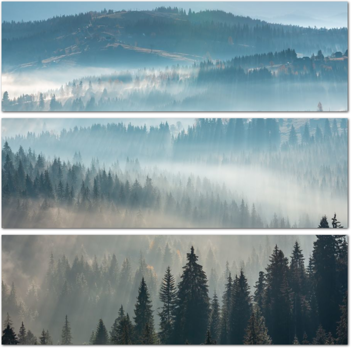 Лесной туман