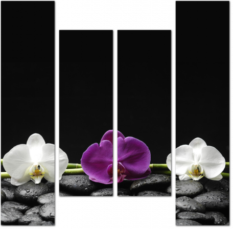 Две белые и красная орхидеи на камнях