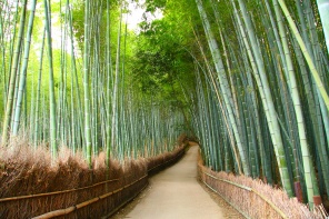 Дорожка в бамбуковом лесу Киото. Япония