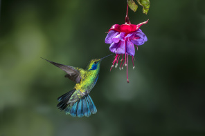 Нарядная колибри