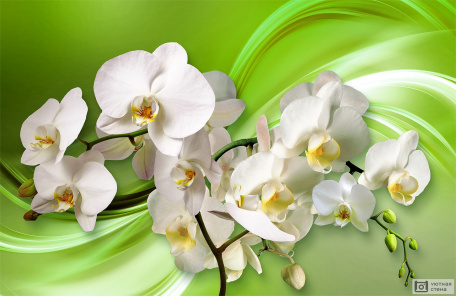Белые орхидеи 3D на зеленом фоне