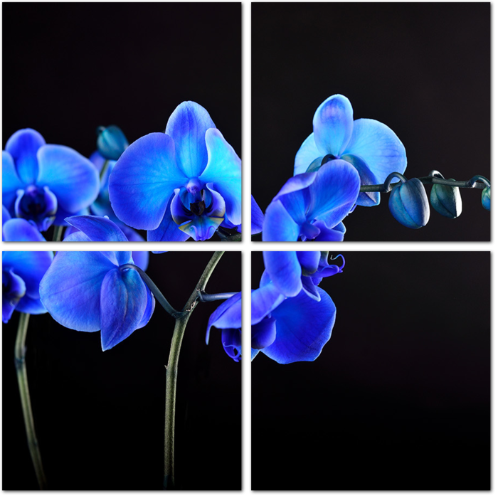 Синий цветок орхидеи на черном фоне