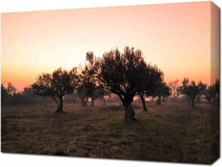 Оливковые деревья на закате