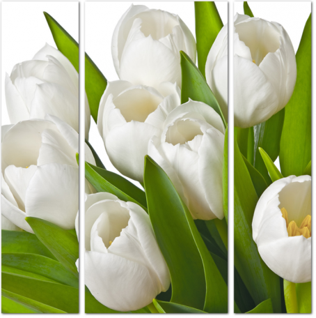 Белые тюльпаны на белом фоне