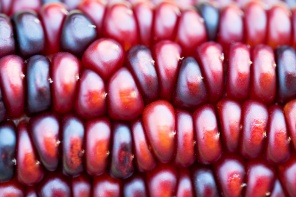 Красная кукуруза крупным планом