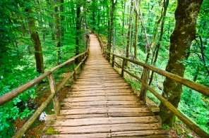 Деревянный мостик в зеленом парке