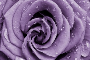 Фиолетовые лепестки роз