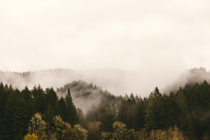 Зеленый лес в тумане