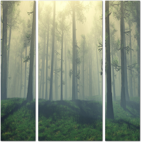 Умиротворяющая тишина туманного леса