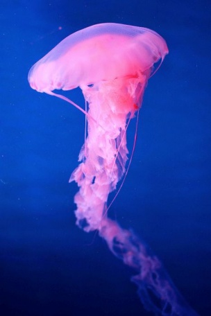Розоватая медуза
