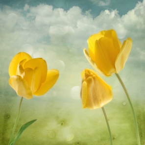 Жёлтые тюльпаны в стиле арт