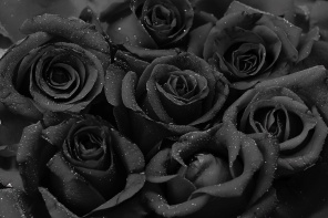 Фон с черными розами
