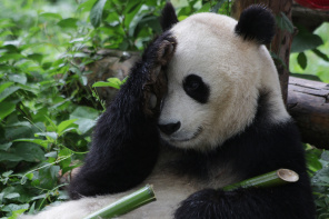 Смущенная панда