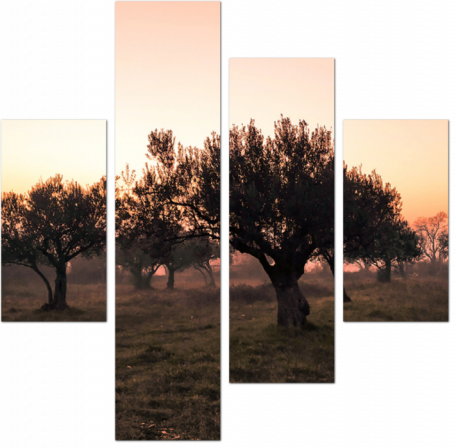 Оливковые деревья на закате